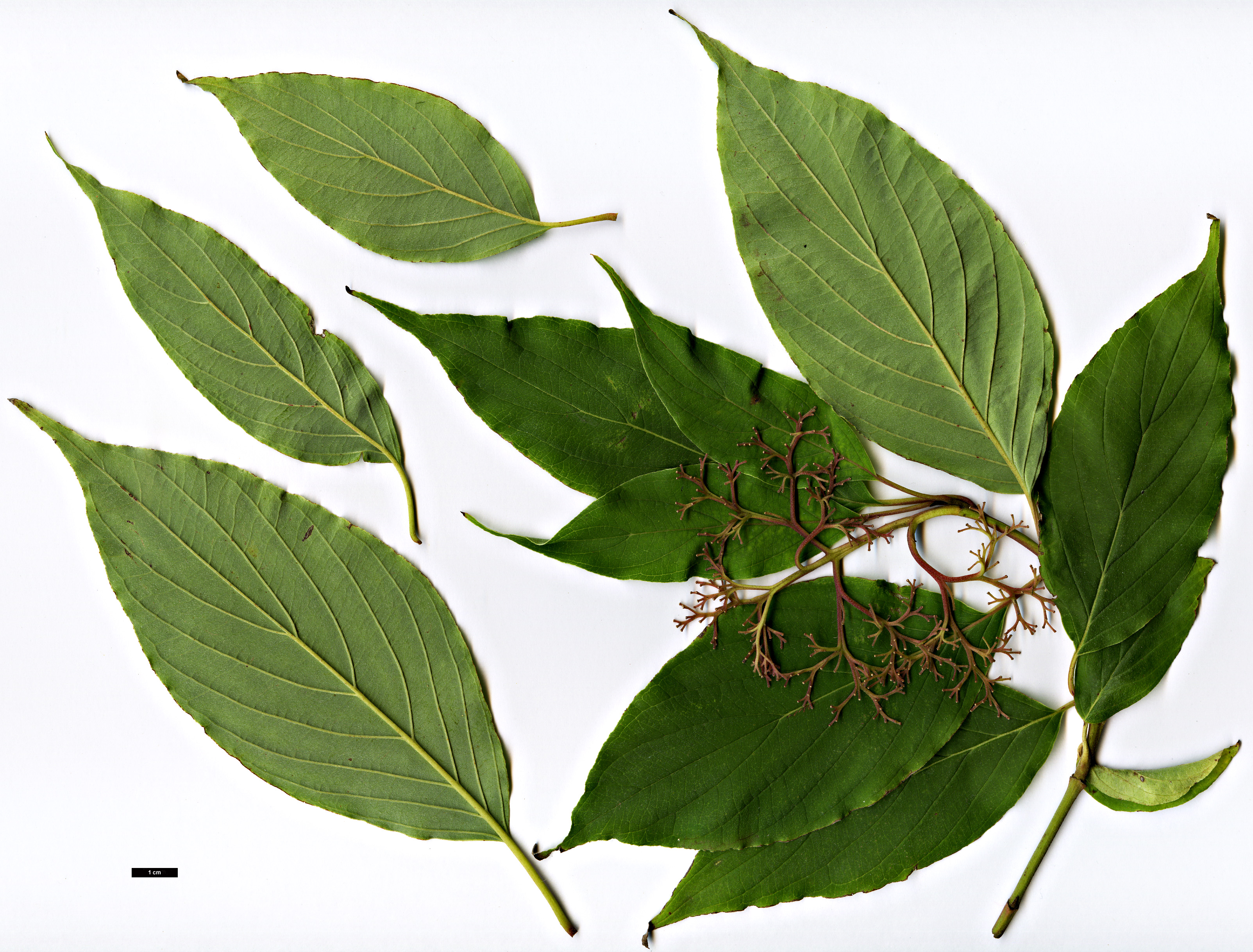 High resolution image: Family: Cornaceae - Genus: Cornus - Taxon: ×dunbarii (C.asperifolia × C.macrophylla)